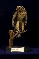 藏品(灰澤鵟)的圖片